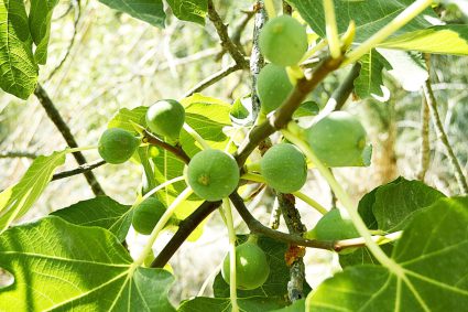 👑 THE KING IS COMING SOON | 10.04.2026 | 🌿 The Fig Tree: Recognizing Nearness