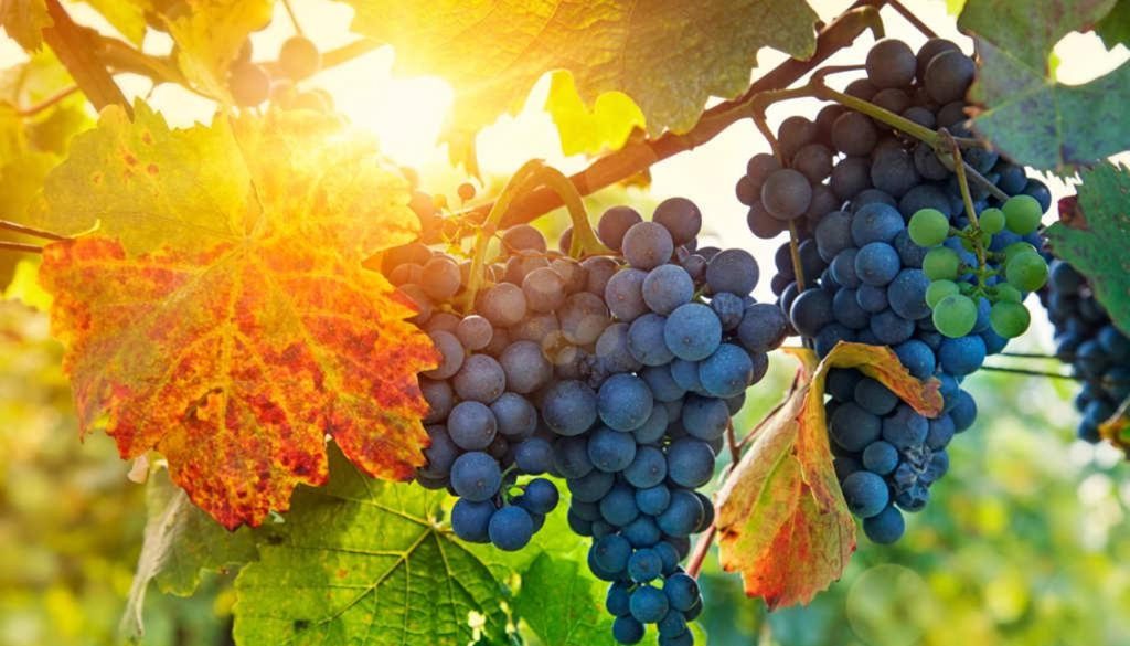 👑 THE KING IS COMING SOON | 26.04.2026 | 🍇 Bearing Fruit: A Life That ...