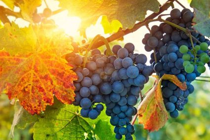 👑 THE KING IS COMING SOON | 26.04.2026 | 🍇 Bearing Fruit: A Life That Remains