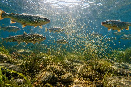 🌿 TRACES OF CREATION | 🥚 Episode 6: Reproduction in Open Water – Order Without a Nest | 🐟 Life in the Hidden Realm – The World of Fish